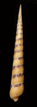 Terebra pertusa  86.7mm F+++