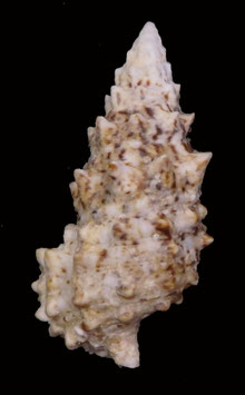 Cerithium echinatum  40.1mm F+++