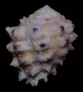 Drupa rubuscaesius  38.5mm F+++
