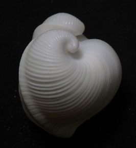 Meiocardia moltkiana  34.6mm F+++