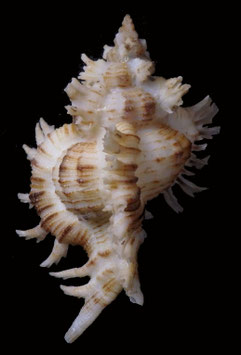 Chicoreus cnissodus  81.6mm F++