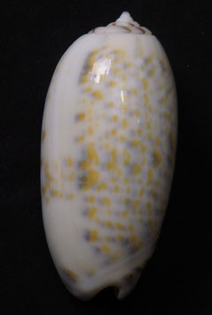 Oliva tricolor f. philantha  49.9mm F+++