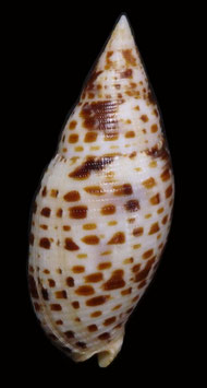 Mitra cardinalis  63.8mm F+++