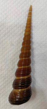 Turritella terebra  130.7mm F+++