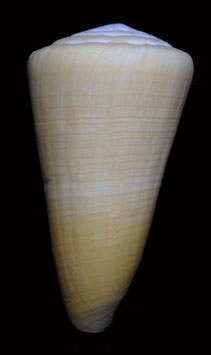 Conus emaciatus  45.4mm F+++