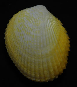 Bivalvia - Trachycardium angulatum 72.8mm F+++