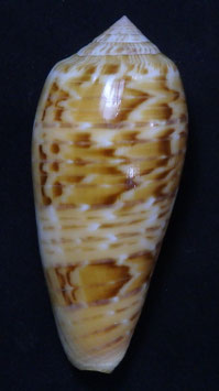 Conus dusaveli 80.3mm F++/F+++