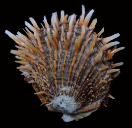 Spondylus butleri  101.6mm F++/F+++