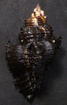 Chicoreus brunneus  75mm F+++