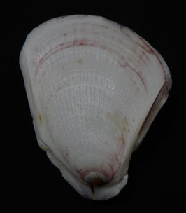 Pedum spondyloideum  56.6mm F+++