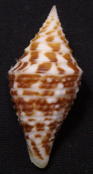 Conus praecellens 33.6mm F+++