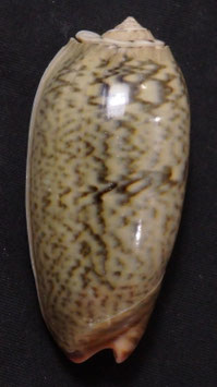 Oliva vidua f. albofasciata  62.6mm F+++