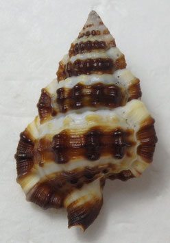 Gyrineum gyrinum  38.9mm F+++