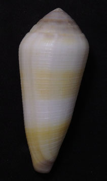Conus terebra  76.1mm F+++