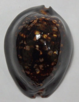 Mauritia mauritiana  63.1mm F+++