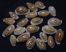 Cypraea cribraria 27mm - 23mm F+++ set 22pcs shells