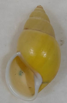 Amphidromus basilanensis  42.9mm F+++