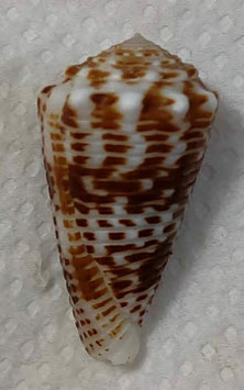 Conus sulcocastaneus  46.4mm F++/F+++