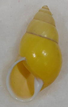 Amphidromus basilanensis  42.1mm F+++