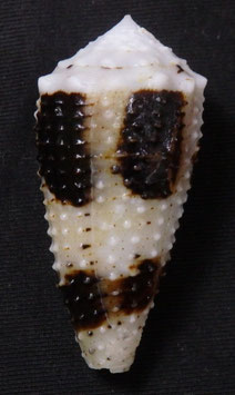 Conus varius  42.8mm F+++