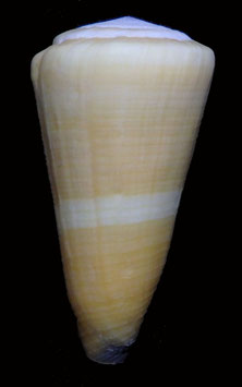 Conus emaciatus  45.2mm F+++