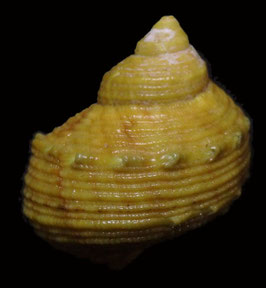 Turbo chrysostomus  37.5mm F+++