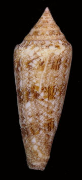 Glory of sea  Conus gloriamaris  109.8mm F++