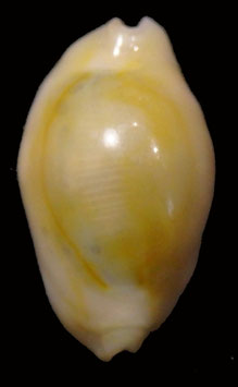 Cypraea annulus  20.3mm F+++