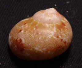 Trochidae - Chrysostoma paradoxum  19mm F+++