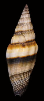 Vexillum vulpecula 56.6mm F++