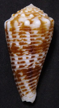 Conus sulcocastaneus  45.4mm F+++