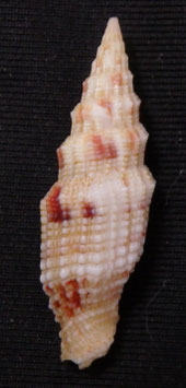 Vexillum  mirabile angulosa 28.3mm F+++