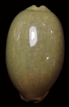 Cypraea eglantina  67.4mm F+++