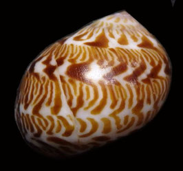 Natica violacea  18.3mm F+++