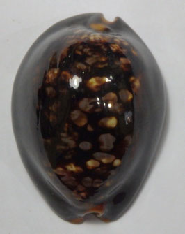 Mauritia mauritiana  62mm F+++