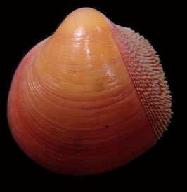 Nemocardium bechei  46mm F+++
