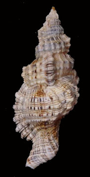 cymatium nicobaricum  74.7mm F+++