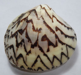 Lioconcha castrensis  45 x 50.7 mm F+++