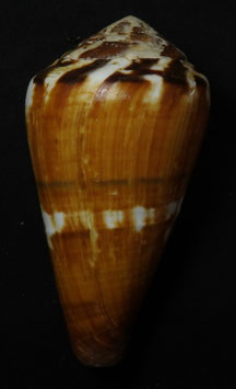 Conus vexillum  89.7mm F+++
