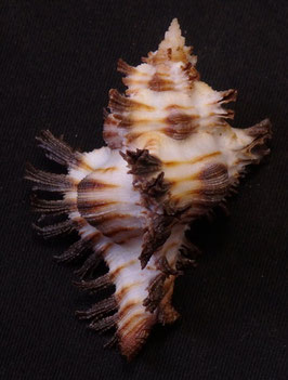 Chicoreus brunneus  51.1mm F+++