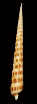 Terebra pretiosa  93.5mm F++