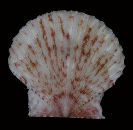 Serratovola rubicunda  25.3mm F+++