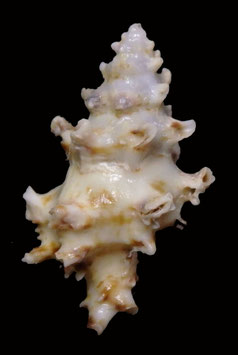 Attiliosa nodulifera  27.8mm F+++