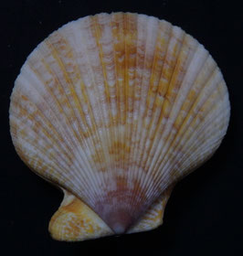 Mimachlamys gloriosa  76.3mm F+++
