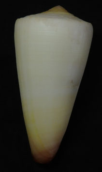 Conus coelinae  85.2mm F++/F+++