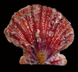 Mirapecten mirificus  34.2mm F+++