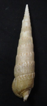 Pseudovertagus nobilis  145.7mm F++/F+++