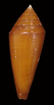 Conus   lani  41.3mm F++/F+++
