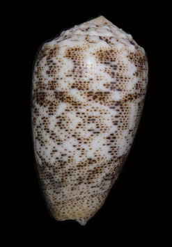 Conus arenatus  45.6mm F+++