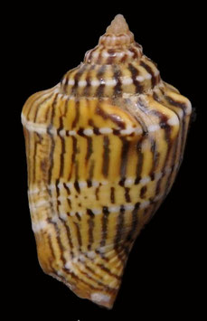 Strombus mutabilis f. zebriolatus  26.5mm F+++